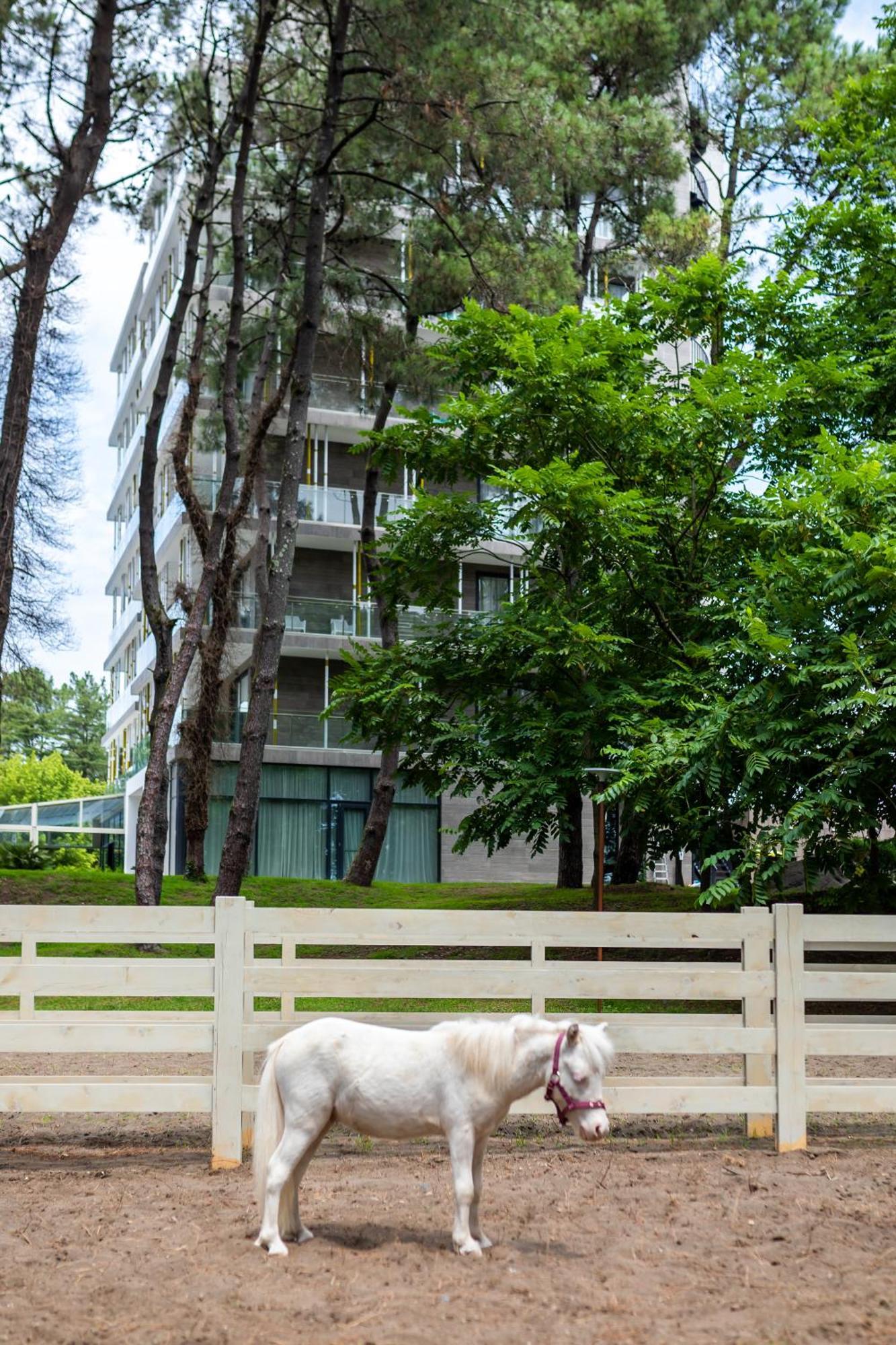 Magnika Resort Shekhvetili Buitenkant foto
